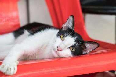 Sokağın ortasında bir sandalyeye uyuyan kedi