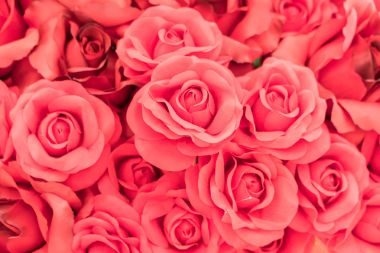 Doğal kırmızı güller arka planı