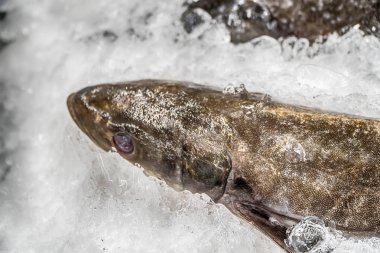Pazarda satılmak üzere buzda taze balık.