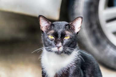 Kedi fotoğraf makinesi vasıl seyir portresi