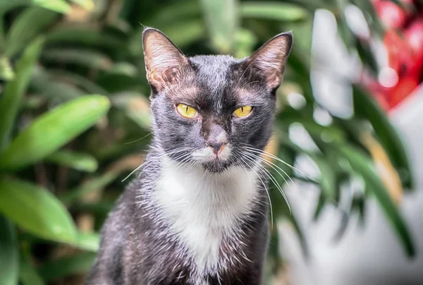 Ritratto di gatto che guarda la macchina fotografica — Foto Stock