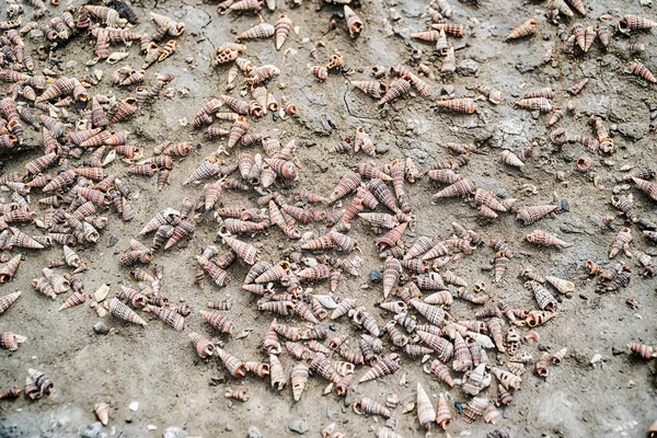 Оболонок роги равликів Potamididae — стокове фото