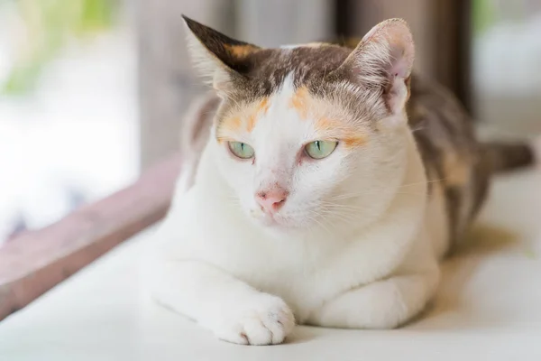 Gestreift mit einer weißen Katze — Stockfoto