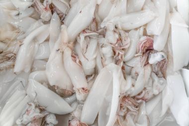 buz üstünde taze kalamar