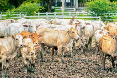 İnek inek çiftliği Tayland ot yiyor