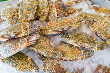 At Yengeç, mavi yengeç, çiçek Yengeç buz gıda pazarında