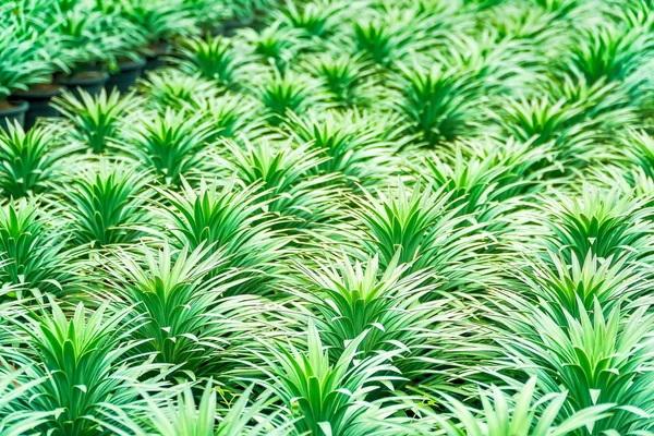 Красивые природные листья растения хлорофитового комоса — стоковое фото