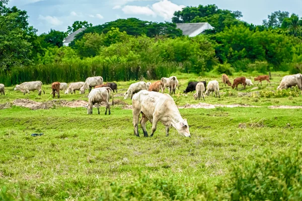 Корова ест траву на коровьей ферме в Таиланде — стоковое фото