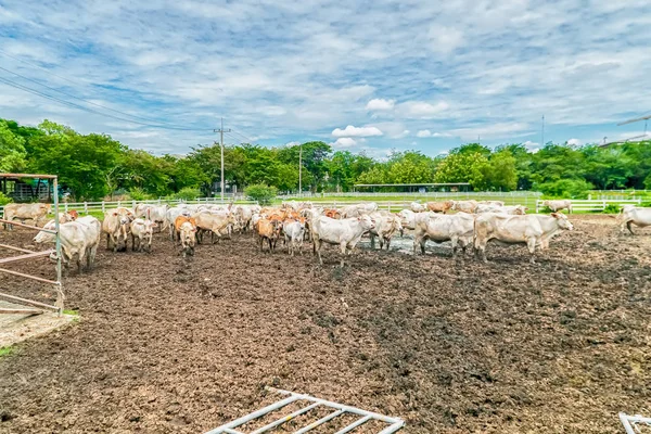 Tehén füvet eszik egy tehén farmon Thaiföldön — Stock Fotó