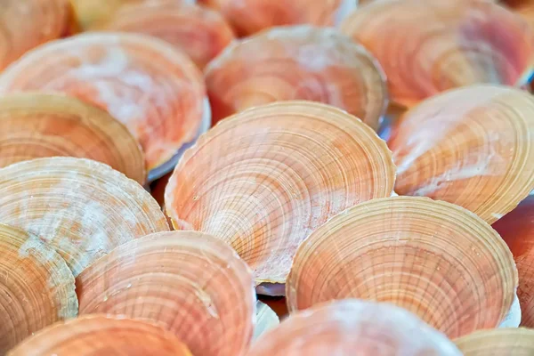 Fresh seafood, Scallop in morning market — Stock Photo, Image