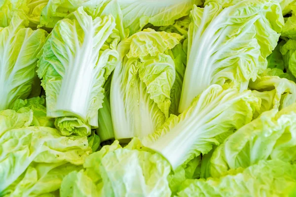 Chinese cabbage or Napa cabbage