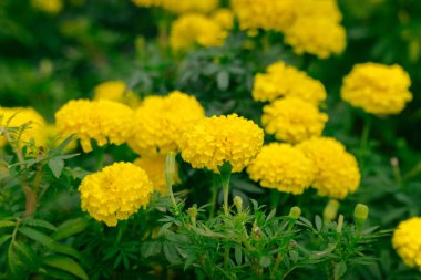 Bahçede güzel kadife çiçeği çiçek çok