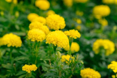 Bahçede güzel kadife çiçeği çiçek çok