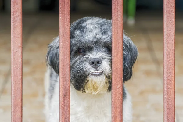 Cute Shih Tzu dogs on fenced windowsill, looking at camera — Stock Photo, Image