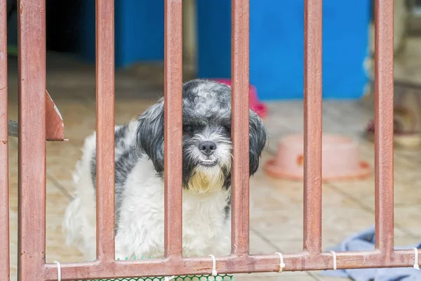 Niedliche shih tzu Hunde auf eingezäuntem Fenstersims, die in die Kamera schauen — Stockfoto