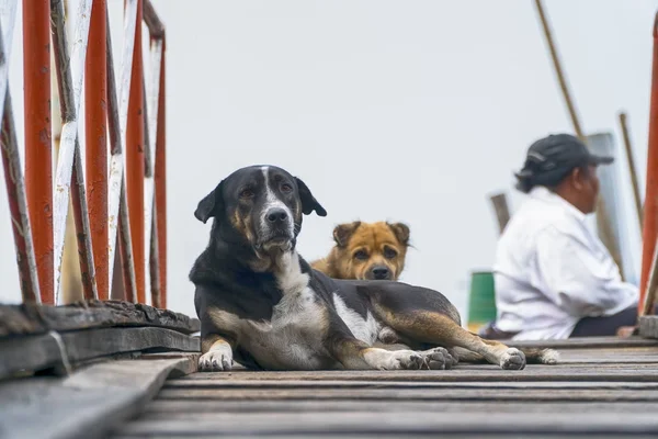 Hunde schlafen bequem auf einer Holzbrücke. — Stockfoto