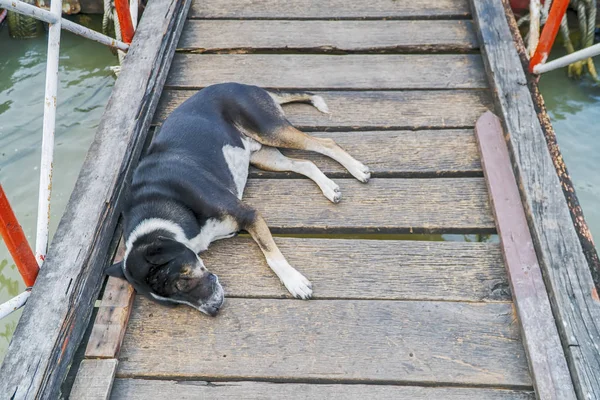 Os cães dormem confortavelmente numa ponte de madeira . — Fotografia de Stock