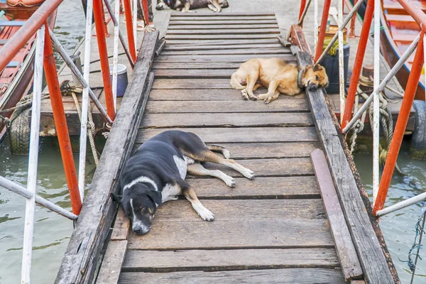Os cães dormem confortavelmente numa ponte de madeira . — Fotografia de Stock