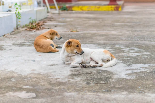 Cão abandonado sem-teto dormindo na rua — Fotografia de Stock