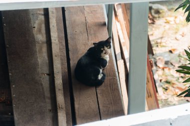 Bir kedi göz temasıyla bakıyor..