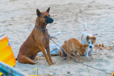 sevimli köpek yavruları kum sahilde oynarken. Köpek barınağı kavramı.