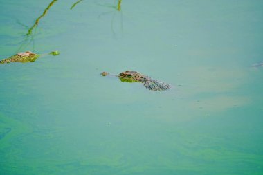 Timsah gruptaki taze yemek yeme.