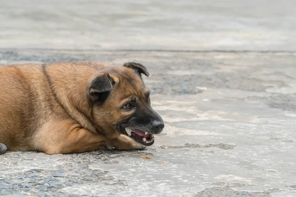Nahaufnahme eines Hundes, der Knochen außerhalb frisst — Stockfoto