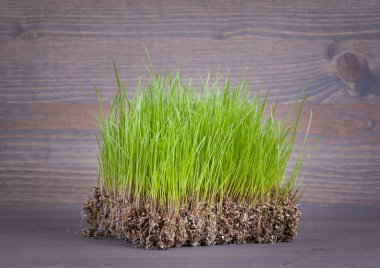 Yeşil bahar çimen, sembolü bahar ya da yaz. soyut artalanları bussines ve kalkınma