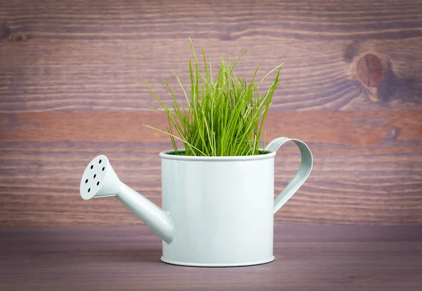 Miniature watering pot with fresh green spring grass. Abstract background for business and development