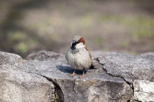 L'uccello un passero. Parco cittadino in primavera — Foto Stock