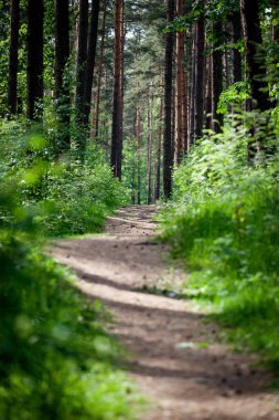 Karanlık orman yolu. Arka plan bahar ve yaz