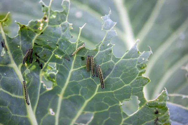 sakinleri birçok yeşil solucanlar bahçede kesilmiş Lahana yaprakları üzerinde