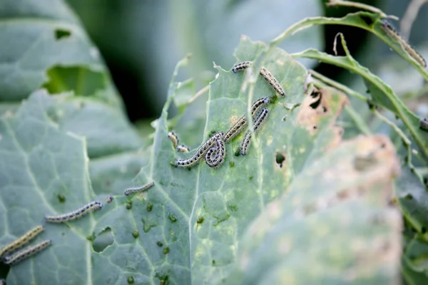 sakinleri birçok yeşil solucanlar bahçede kesilmiş Lahana yaprakları üzerinde