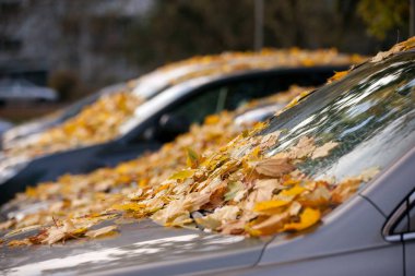 renkli sonbahar araba ağaçtan düşmüş yapraklar