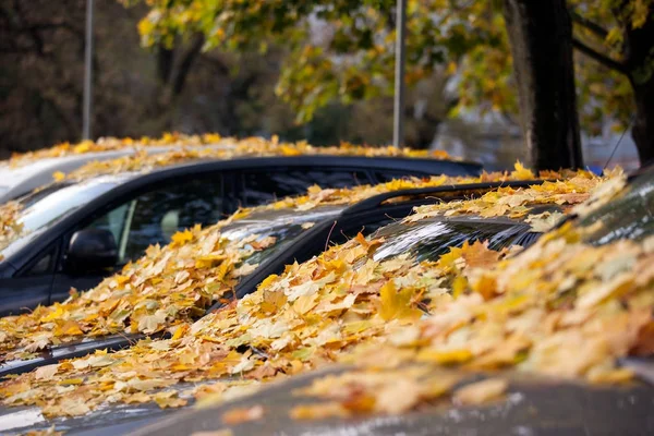 Farbige Herbstblätter vom Baum auf Auto gefallen — Stockfoto