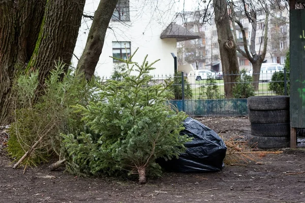 Árvores de Natal são jogadas em uma área de resíduos ao lado de pneus velhos — Fotografia de Stock