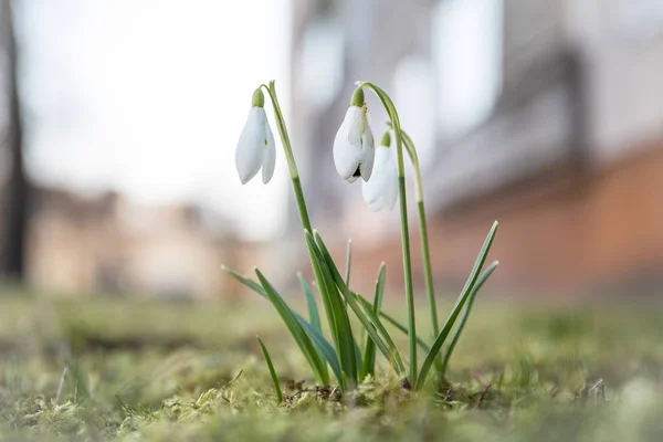 Snowdrop kwiaty zbliżenie. Streszczenie wiosna tło — Zdjęcie stockowe