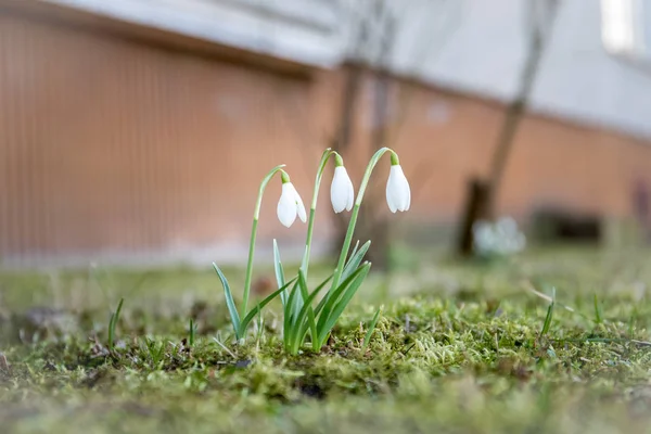 Snowdrop flowers closeup. Abstract spring background — Stock Photo, Image