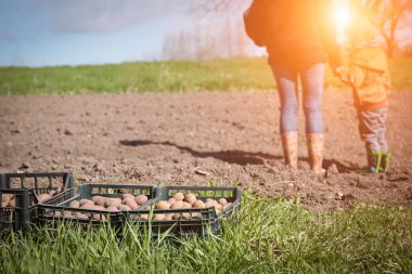 Plastik Kutular, patates hasat veya bir tarım alanı dikim