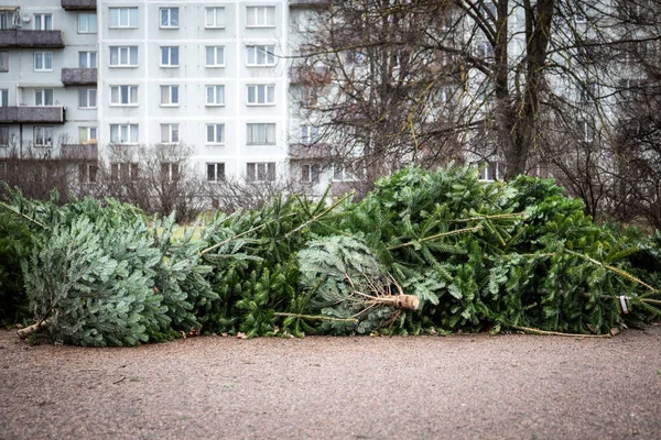Stack of green Christmas tree on the ground left after celebration — Stock Photo, Image