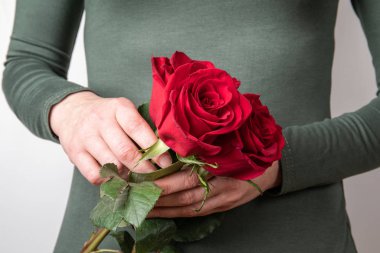 Womans hands holding red rose. Valentines Day, Birthday, Celebration and Greeting