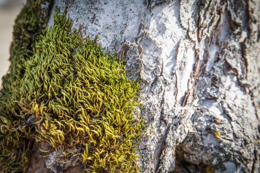 Yaşlı bir elma ağacının kabuğu. Yosun ve zambaklar