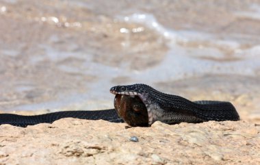 Hazar su yılanı (Natrix tessellata in başarılı Balık tutma)