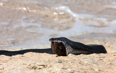 Successful fishing of Caspian water snake (Natrix tessellata) clipart