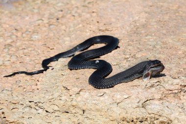 Hazar su yılanı (Natrix tessellata in başarılı Balık tutma)