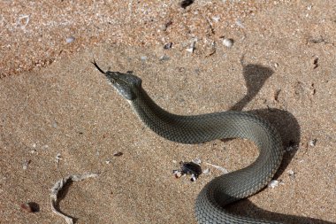 Hazar su yılanı (Natrix tessellata)