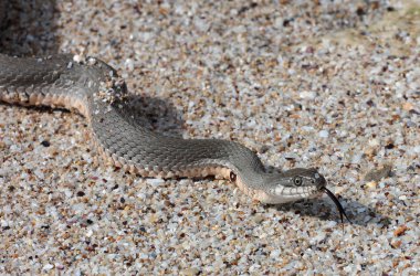 Hazar su yılanı (Natrix tessellata)
