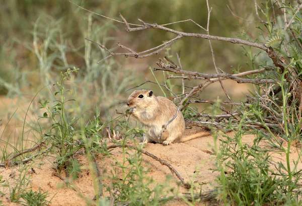 Pieszczanka Wielka (Rhombomys opimus). Muyunkum pustyni południowej Kazachstanu — Zdjęcie stockowe