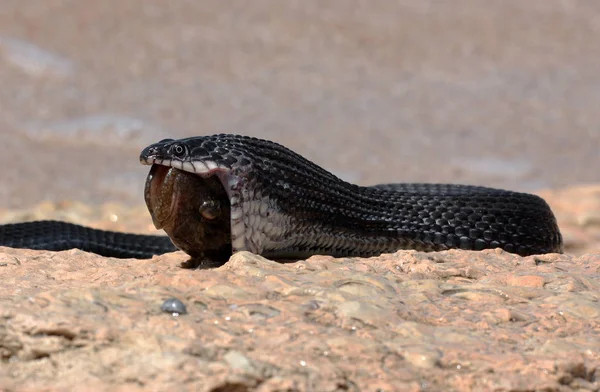 Pesca bem sucedida da cobra de água Cáspio (Natrix tessellata ) — Fotografia de Stock