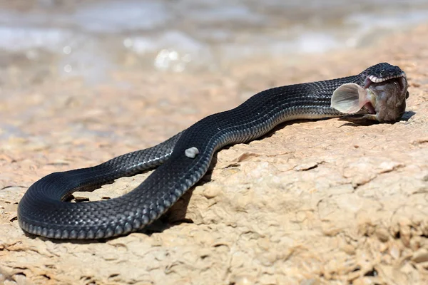 Hazar su yılanı (Natrix tessellata in başarılı Balık tutma)